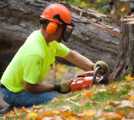 tree services Patterson